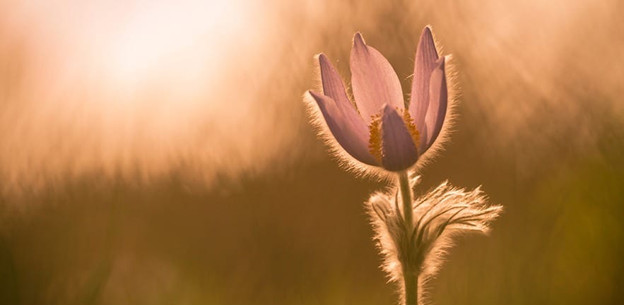 2016 04 07 escent 229x205 1