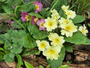 Cambridge Judge fourth floor balcony.
