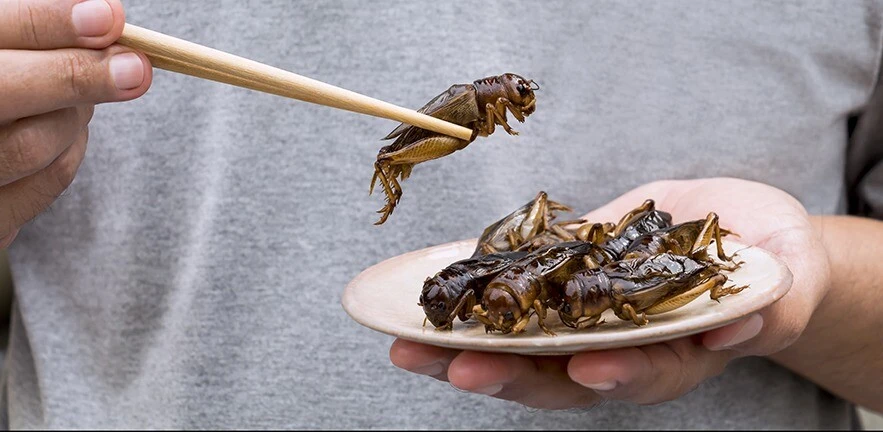 Insects such as crickets are a good source of protein.