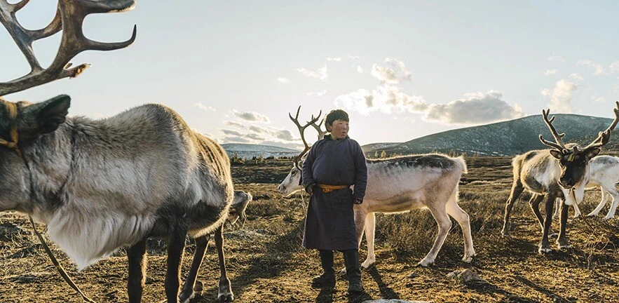 Indigenous boy shepherding reindeers in Mongolia.