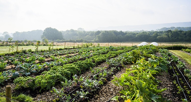 Integrating regenerative practices into business is no longer a lofty aspiration - it is rapidly becoming the blueprint for how resilient and purpose-driven businesses will thrive.