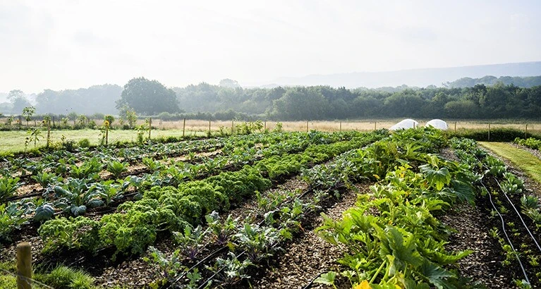 Integrating regenerative practices into business is no longer a lofty aspiration - it is rapidly becoming the blueprint for how resilient and purpose-driven businesses will thrive.