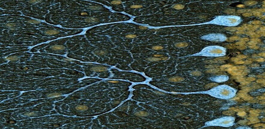 Counterfactual risk analysis event.