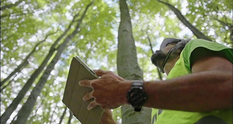 Conservationist examining the condition of the forest and the trees.