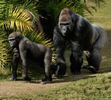 2011 podcast knapp primate coalition formation