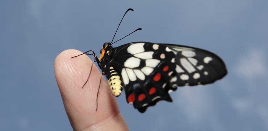 a delicate papilo anactus or Dainty Swallowtail newly hatched spreads its wings for first flight