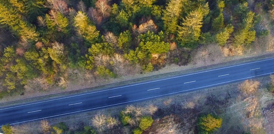 An empty stretch of road running through a coniferous forest area. The trees are gently illuminated by soft sunlight.