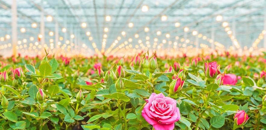 Pink roses in a Dutch greenhouse