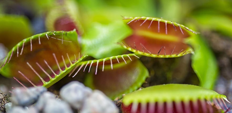 Venus flytrap, meat eating plant