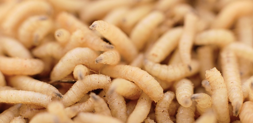 Where Do Maggots Come From & How To Get Rid Of Them