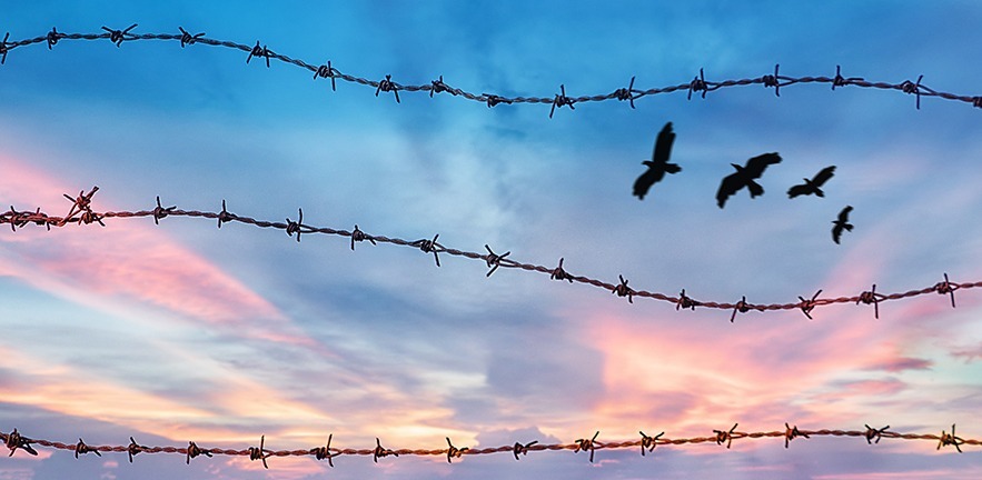 Silhouette of birds flying in the dusk behind barbed wire.