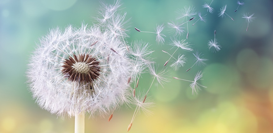 Dandelion seeds in the sunlight drifting away across a fresh green morning background