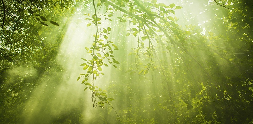 Rays of sunlight through a green forest.