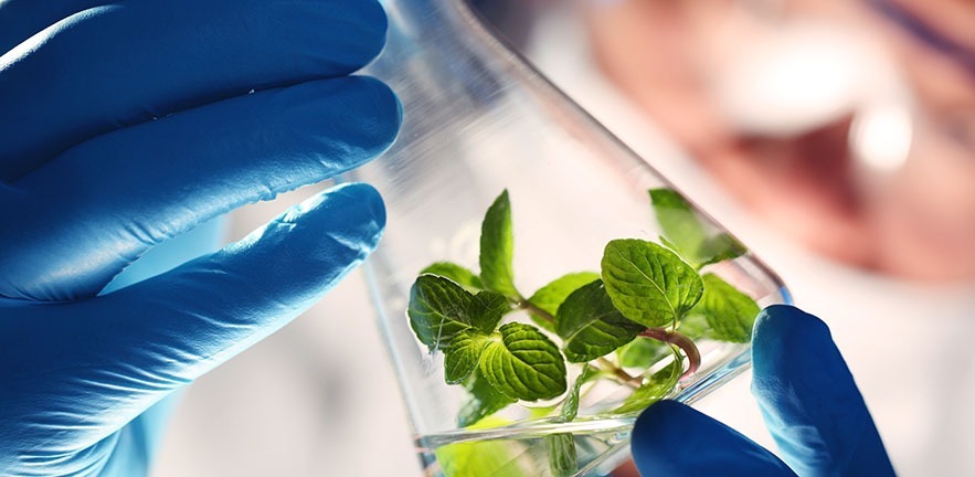 Scientist holding and examining samples with plants.