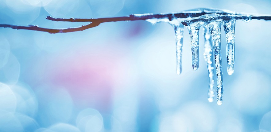 Icicles on tree branch.