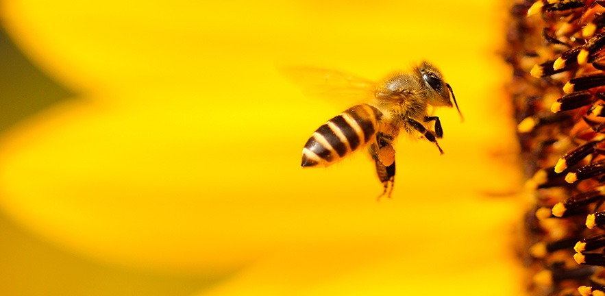 Bee flying towards sunflower.