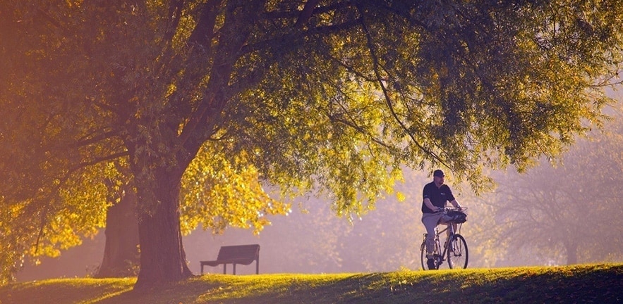 A man cycling under a tree on Jesus Green in the sunlight.