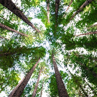 Forest canopy.