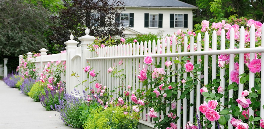 White garden fence covered in pink roses in front of a white clapperboard house with green window shutters.