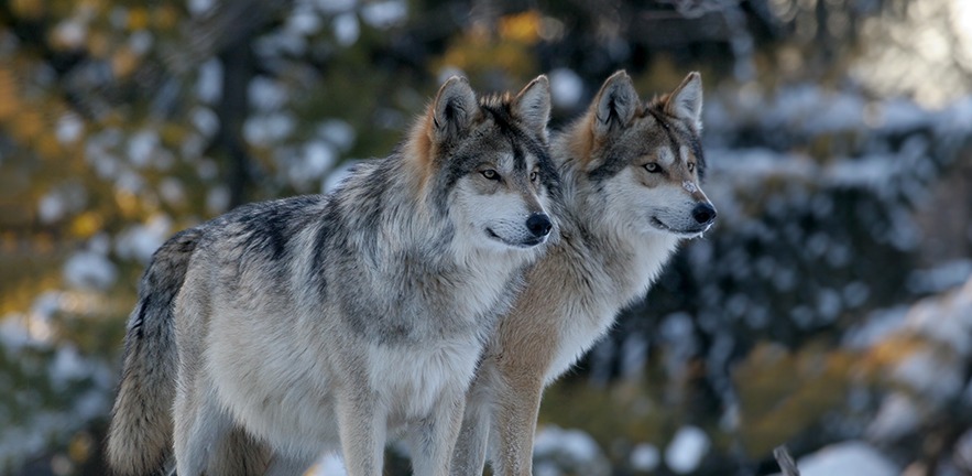 Two wolves standing together in front of a soft focus bushed background. They are staring intently into the distance.