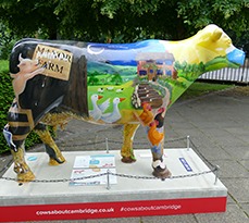 Side view of a cow statue, part of Cambridge for Cows About Cambridge art trail. The design of the cow depicts the main characters and storyline from the novel Animal Farm by George Orwell, that is celebrating it's 75th anniversary.