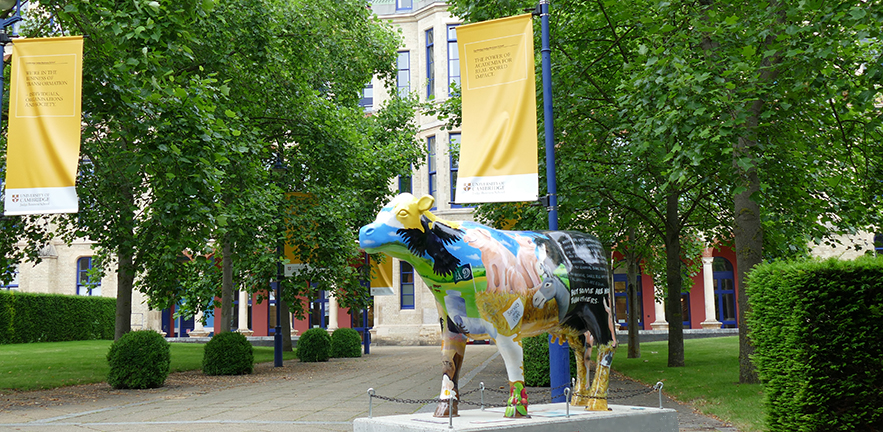 View of a cow statue in front of Cambridge Judge Business School as part of Cambridge for Cows About Cambridge art trail. The design of the cow depicts the main characters and storyline from the novel Animal Farm by George Orwell, that is celebrating it's 75th anniversary.