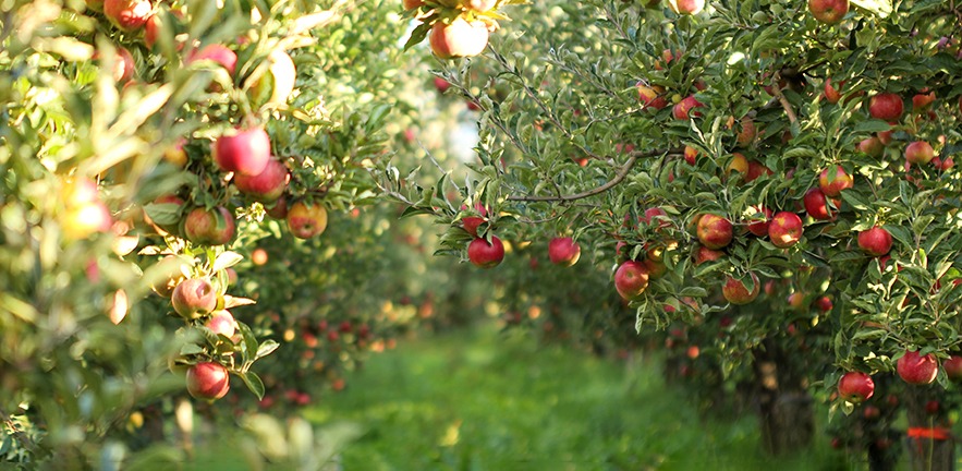 The morning sun falls on trees in an orchard bearing countless apples.