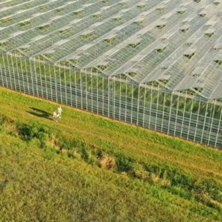 Drone shot of a young couple carrying a crate full of fresh vegetables along the greenhouse.