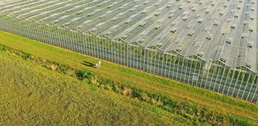 Drone shot of a young couple carrying a crate full of fresh vegetables along the greenhouse.