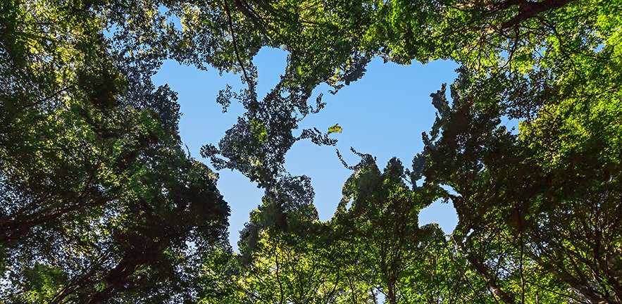 The Canopy of a Forest with a Hole Shaped like a World Map.