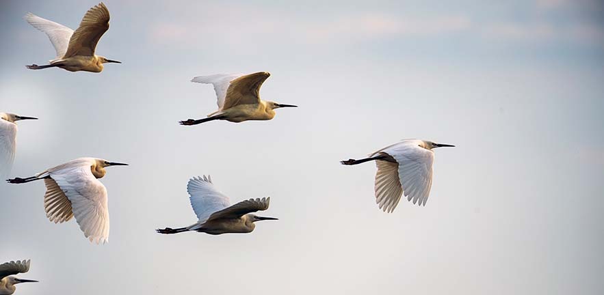 Herons flying through the sky in formation.