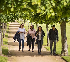 Four MBA students outside, walking on a path beneath trees in the sunshine.