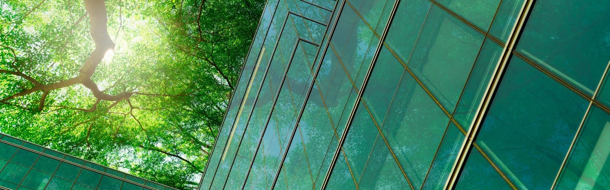 Sunlight shining through the tree canopy onto a glass building.