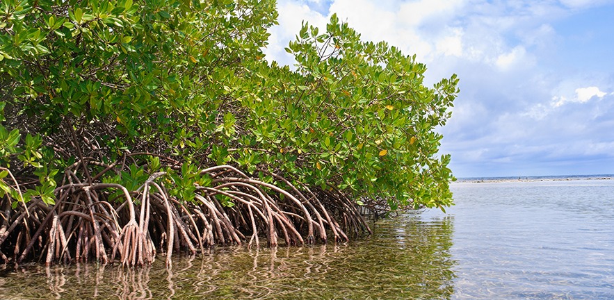 Mangrove forest and shallow waters on a tropical island.