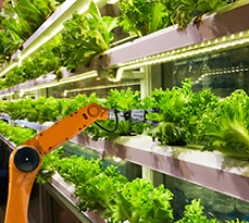 Robotic arm tending to a lettuce bed.