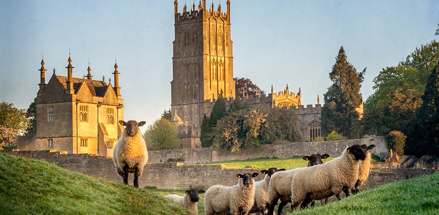 Cotswold sheep near Chipping Campden in Gloucestershire with a church in background at sunrise.