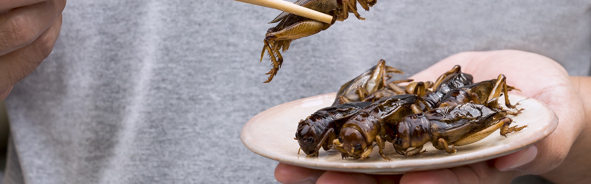 Insects such as crickets are a good source of protein.