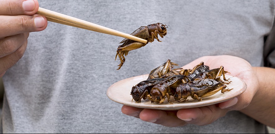 Insects such as crickets are a good source of protein.