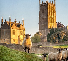 A sheep looks at the camera, the church lit up behind it with sunshine.