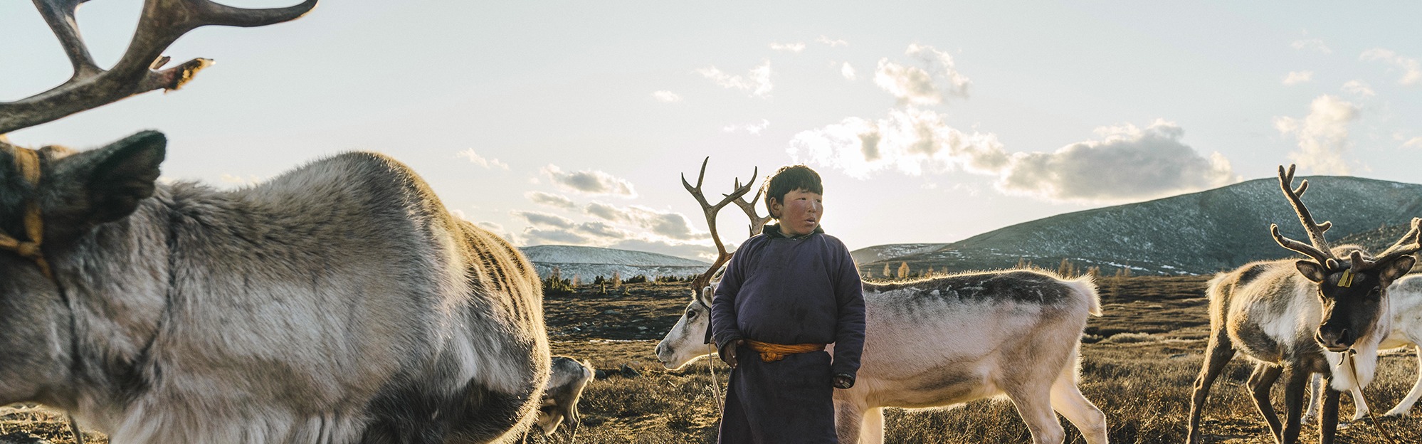 Indigenous boy shepherding reindeers in Mongolia.