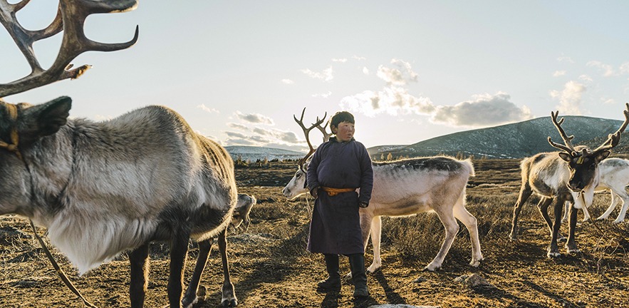 Indigenous boy shepherding reindeers in Mongolia.