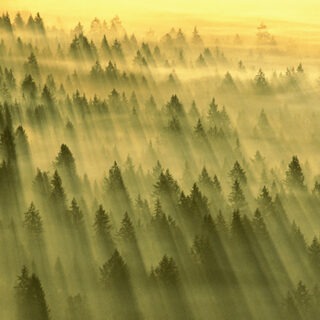 Sunlight streaming through the dawn mist over a forest in Washington, USA.