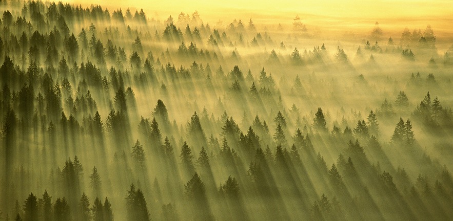 Sunlight streaming through the dawn mist over a forest in Washington, USA.