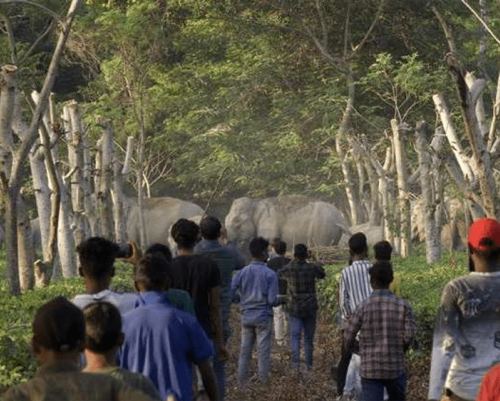 A herd of wild Asian elephants moves through the Phulbari Tea Estate as local residents watch, September 2023.