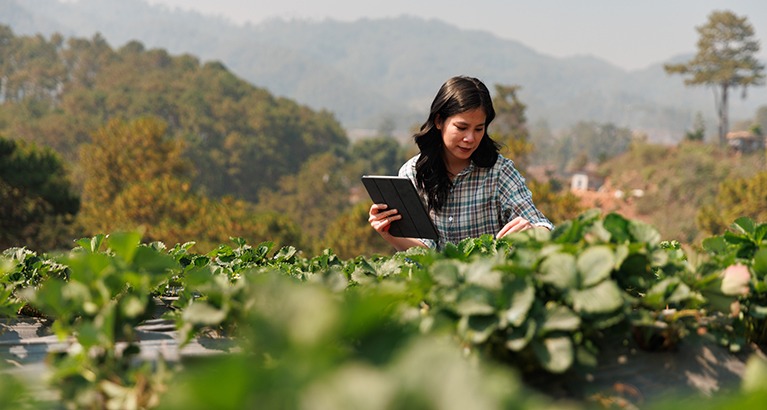 Sustainability farmers checking crop quality in field.