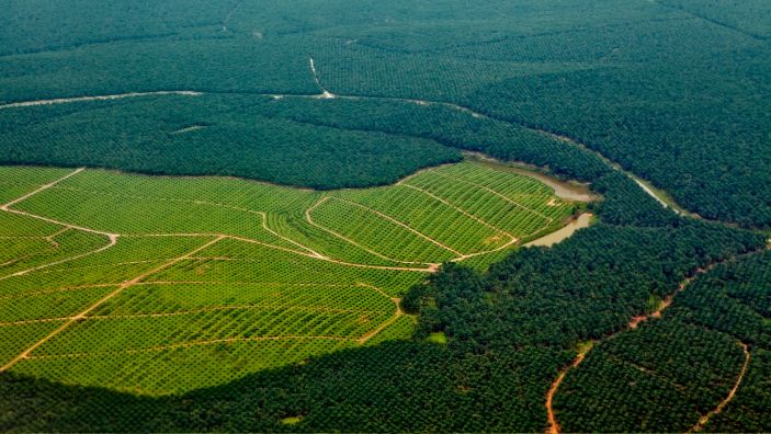 Oil palm plantations.