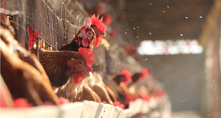 In Nigeria, where protein consumption is low, small farmers are rearing chicken with the help of a non-profit.